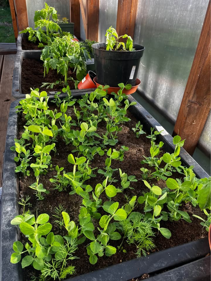 gh real seedlings